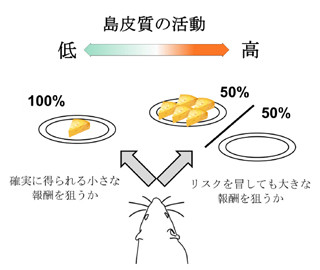 東北大、脳の島皮質前部にハイリスクハイリターンの行動を促す機能を確認