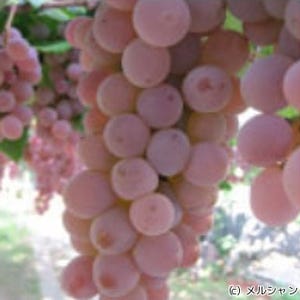 ワインの香りはブドウの収穫時間によって変わる -メルシャンが科学的に解明