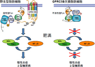 理研、肥満による2型糖尿病の要因としてGPCRの1種「GPRC5B」が重要と確認