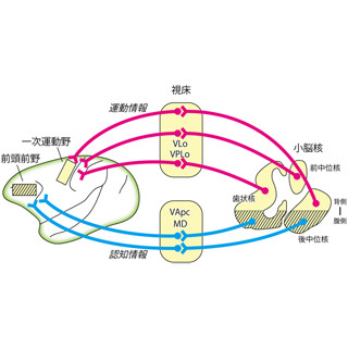 京大、小脳核が小脳からの運動/認知信号を仕分けしていることを発見