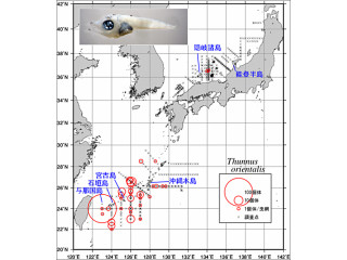 水産庁など、太平洋クロマグロの仔稚魚の分布調査結果を発表