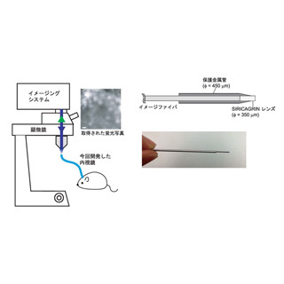 東北大など、脳深部の細胞活動を可視化できる極微細内視鏡を開発