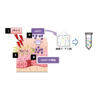 ファンケル、粘着テープでヒトの肌ストレスのダメージを測定する技術を開発