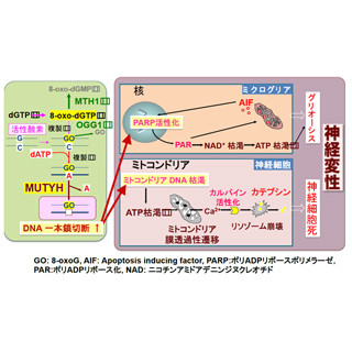 九大、活性酸素による核酸の酸化に起因する神経変性のメカニズムを解明