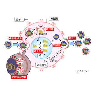 二酸化塩素分子がインフルエンザウィルスの感染を抑制する -大幸薬品が確認