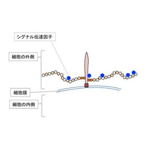 NIBB、細胞へ情報を伝達する分子が細胞に位置情報を伝えるメカニズムを解明