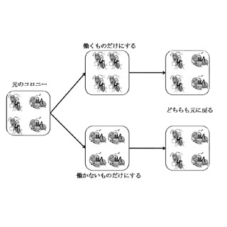 アリのコロニーにおける働かないアリの存在は意図的なものだった!? - 北大