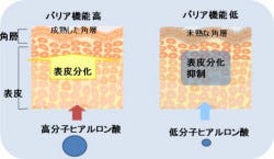 肌のバリア機能には低分子よりも高分子ヒアルロン酸が重要 - ナリス