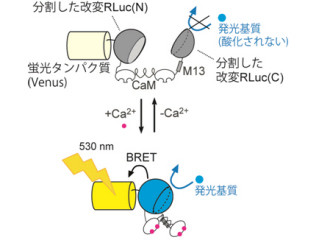 阪大など、従来の10倍の明るさのライブイメージング用発光物質を開発