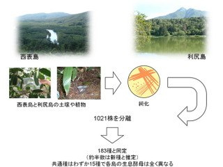 理研など、酵母の調査から日本は非常に生物の多様性を有していることを証明