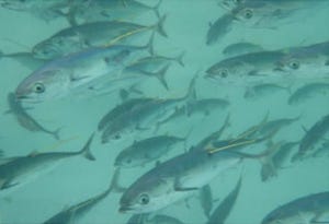 近畿大など、世界初のクロマグロの完全養殖幼魚の海洋への放流実験を実施