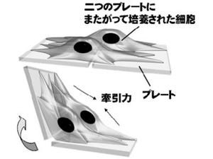 東大生産研、折り紙の折り畳み技術を用いて培養細胞の自動立体化技術を開発