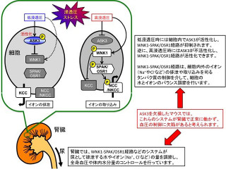 東大、タンパク質「ASK3」が体内の浸透圧変化の情報伝達を担うことを発見