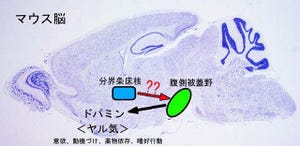 北大、神経核「分界条床核」が「腹側被蓋野」を制御する仕組みを解明