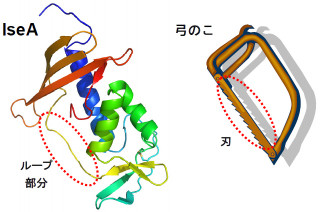 信州大、細胞分離酵素を阻害するタンパク質の新奇な「弓のこ型」構造を発見