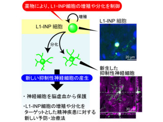 藤田保健衛生大など、抗うつ薬で正常なマウスの神経細胞を増やすことに成功