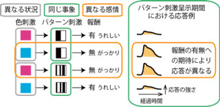 柔軟な認識を可能にする神経機構は「嗅周囲皮質」にあり - 産総研と筑波大