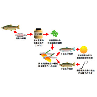 東京海洋大、凍結細胞から生きた魚の作出に成功 - 絶滅危惧種の保全に期待