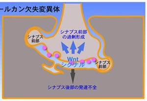 東京都医学総合研究所、シナプスの前部と後部の発達を同調させる機構を解明