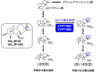 理研、植物生長ホルモン「GA1」の唯一未解明の生合成酵素遺伝子を発見