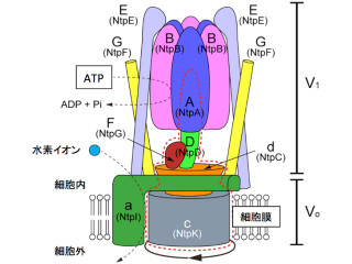 千葉大など、分子モーター「V型ATPase」の回転機構を詳細に解明