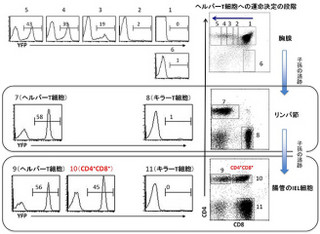 理研など、ヘルパーT細胞が「キラー様T細胞」へと機能変化可能なことを解明