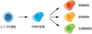 京大など、iPS細胞を腎臓などの元の中間中胚葉へと高効率で分化に誘導成功