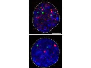 「内在性レトロトランスポゾン」は発生初期に特異的に活性化 - 理研など