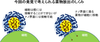 北九州市立大など、DDS候補の「高分子ミセル粒子」の内部構造を精密解析