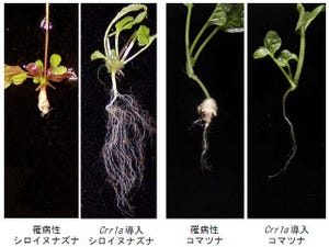 NARO、白菜の重要病害「根こぶ病」の抵抗性遺伝子「Crr1a」を特定