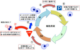 千葉大など、「オートファジー」が栄養欠乏環境下での細胞分裂に重要と発見