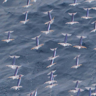 イカは空を"飛ぶ"ことができる!! - 北大がイカの飛行行動を解明