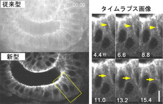 理研など、厚みのある資料の高速・高精細に蛍光イメージング装置を開発