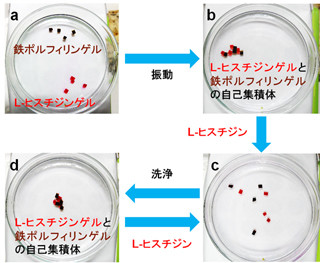 阪大、金属-分子相互作用による目視可能な大きさの物体の着脱を実現