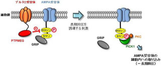 慶応大、脳で運動に関する記憶が作られるメカニズムの一端を解明