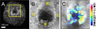 NIBBなど、マウス発生の左右非対称に関わるカルシウムシグナルを発見