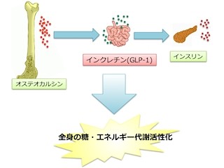 ペプチド「オステオカルシン」が2型糖尿病に有効な可能性あり - 九大