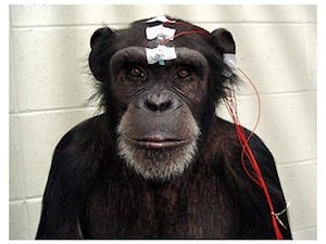 京大、チンパンジーが情動的画像を見る際の脳波測定に成功