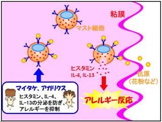 マイタケの成分に花粉症などのアレルギー症状を改善させる可能性 - ホクト