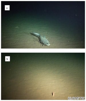 チャレンジャー海淵の海底は深海平原よりも有機物が多い - JAMSTECなど