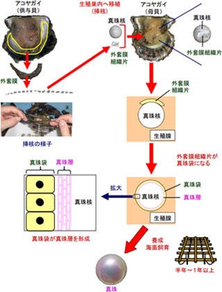 100年来の真珠養殖技術を解明 | TECH+（テックプラス）