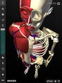 チームラボ、iPadで骨格の動きなどが見れる3D人体解剖アプリをリリース