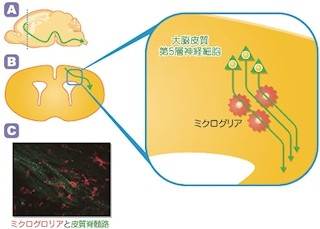 脳修復の免疫細胞「ミクログリア」は別の機能も持っていた - JSTと阪大