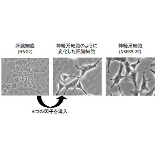 京大、iPS細胞の初期化における遺伝子の働きを評価する手法を開発