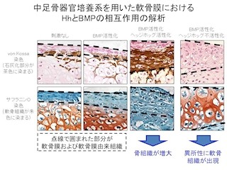 東大など、骨・軟骨前駆細胞の分化運命決定の制御機構の一部を解明