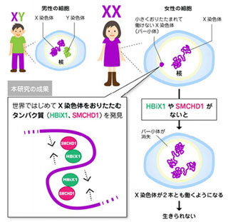 女性特有の“働かないX染色体”