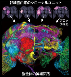 東大、昆虫の脳の神経回路の基本構造を解明