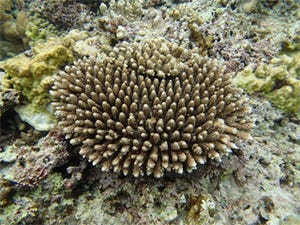 赤土の汚染などで沖縄本島のサンゴ礁の回復力は低下している - 国環研など