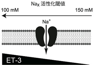 NIBB、ヒトの体液のナトリウム濃度を一定の値に維持する仕組みを発見