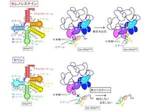 理研など、バクテリアにおける「セレノシステイン」の合成の仕組みを解明